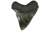 Fossil Megalodon Tooth - South Carolina #169190-2